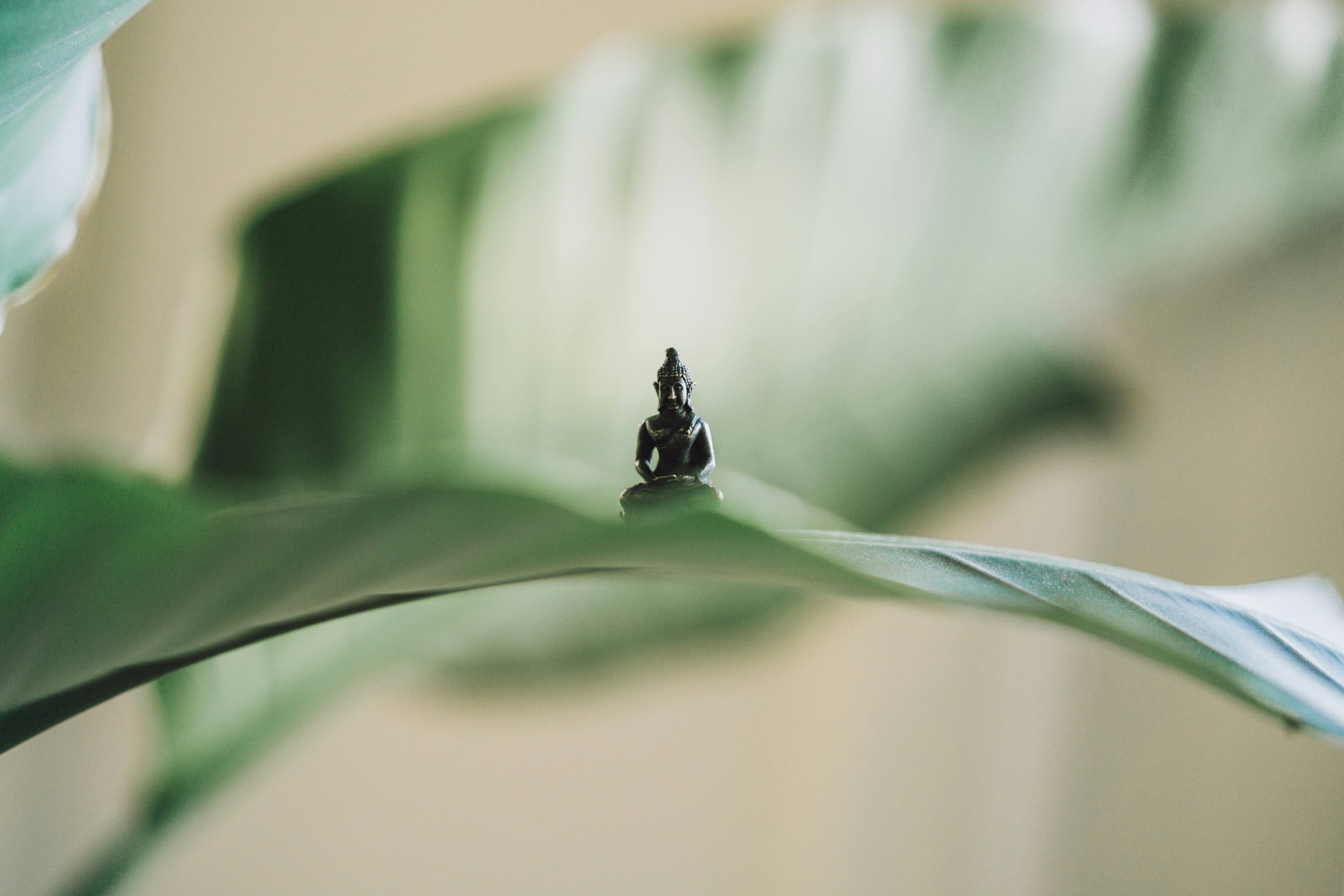 Why Mindfulness and Presence Are the Keys to Peace